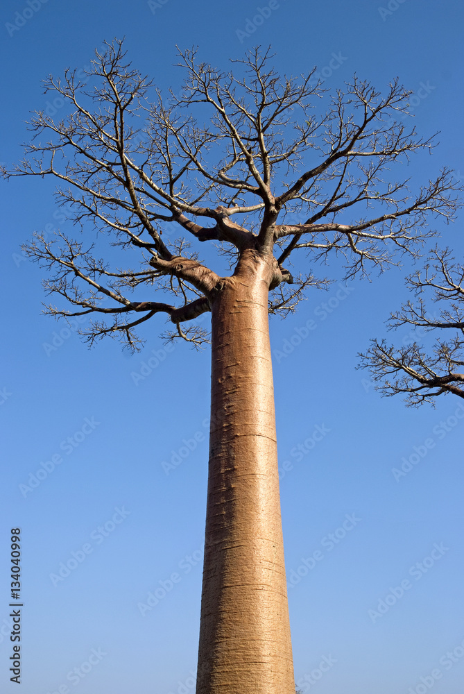 Le Grand Baobab Sacré