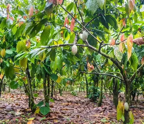 Plantations de Cacao