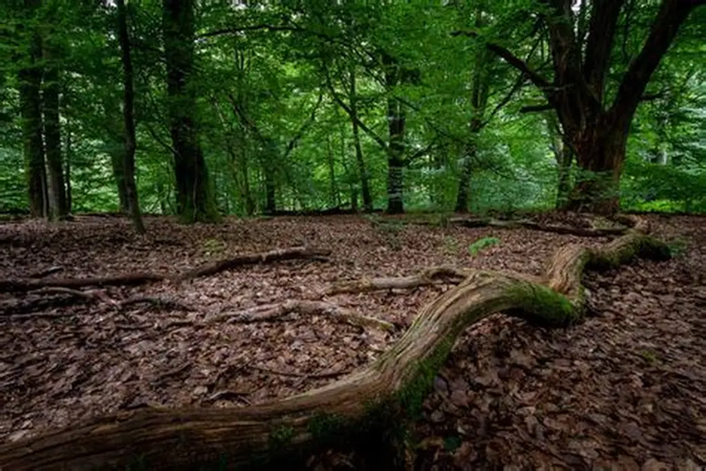 Forêts Sacrées