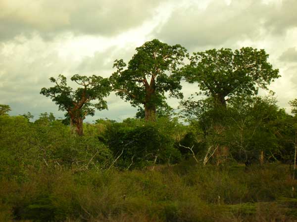 Forêt de Mikea