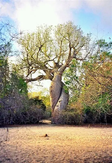 Baobab Amoureux