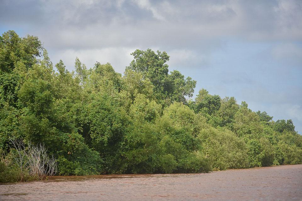 Mangroves Tsiribihina